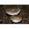 Clouded Funnel (Clitocybe nebularis) 234