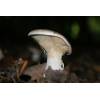 Clouded Funnel (Clitocybe nebularis) 235