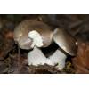 Clouded Funnel (Clitocybe nebularis) 236