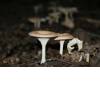 Common Funnel (Clitocybe gibba) 19