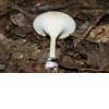 Common Funnel (Clitocybe gibba) 20