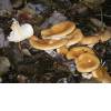 Common Funnel (Clitocybe gibba) 21