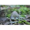 Common Inkcap (Coprinus atramentarius) 245