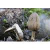 Common Inkcap