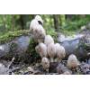 Common Inkcap (Coprinus atramentarius) 248