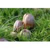 Common Inkcap (Coprinus atramentarius) 253