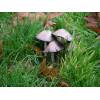 Common Inkcap (Coprinus atramentarius) 254