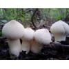 Common Puffball (Lycoperdon perlatum) 255