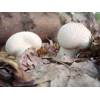 Common Puffball (Lycoperdon perlatum) 256