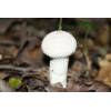 Common Puffball (Lycoperdon perlatum) 257