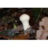 Common Puffball (Lycoperdon perlatum) 258