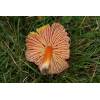 Crimson Waxcap (Hygrocybe punicea) 272