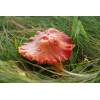 Crimson Waxcap (Hygrocybe punicea) 275