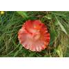 Crimson Waxcap (Hygrocybe punicea) 276