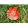 Crimson Waxcap (Hygrocybe punicea) 277