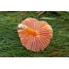 Crimson Waxcap (Hygrocybe punicea) 279