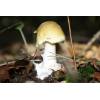 Deathcap (Amanita Phalloides) 285