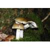 Deathcap (Amanita Phalloides) 287