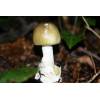 Deathcap (Amanita Phalloides) 288