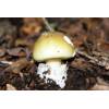 Deathcap (Amanita Phalloides) 290