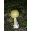 Deathcap (Amanita Phalloides) 291