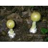 Deathcap (Amanita Phalloides) 292