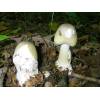 Deathcap (Amanita Phalloides) 293