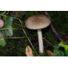 Deer Shield (Pluteus cervinus) 297