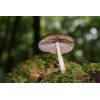 Deer Shield (Pluteus cervinus) 298