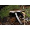 Deer Shield (Pluteus cervinus) 299