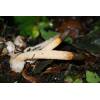 Dog Stinkhorn (Mutinus caninus) 305