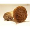 Dryads Saddle (Polyporus squamosus) 308