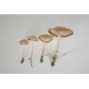 Fairy Ring Champignon (Marasmius oreades) 314