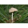 Fairy Ring Champignon (Marasmius oreades) 318