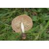 Fairy Ring Champignon (Marasmius oreades) 319