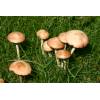 Fairy Ring Champignon (Marasmius oreades) 323