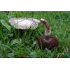 Field Mushroom (Agaricus campestris) 340