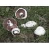 Field Mushroom (Agaricus campestris) 341