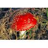 Fly Agaric (Amanita muscaria) 346