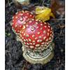 Fly Agaric (Amanita muscaria) 347