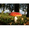 Fly Agaric