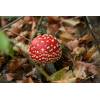 Fly Agaric (Amanita muscaria) 349