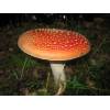 Fly Agaric (Amanita muscaria) 350