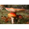 Fly Agaric (Amanita muscaria) 351