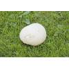 Giant Puffball (Calvatia giantea) 352