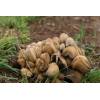 Glistening Inkcap (Coprinus micaceus) 353