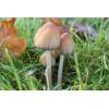 Glistening Inkcap (Coprinus micaceus) 354