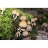 Glistening Inkcap (Coprinus micaceus) 355