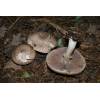 Great Wood Mushroom (Agaricus Langei) 366