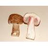 Great Wood Mushroom (Agaricus Langei) 367